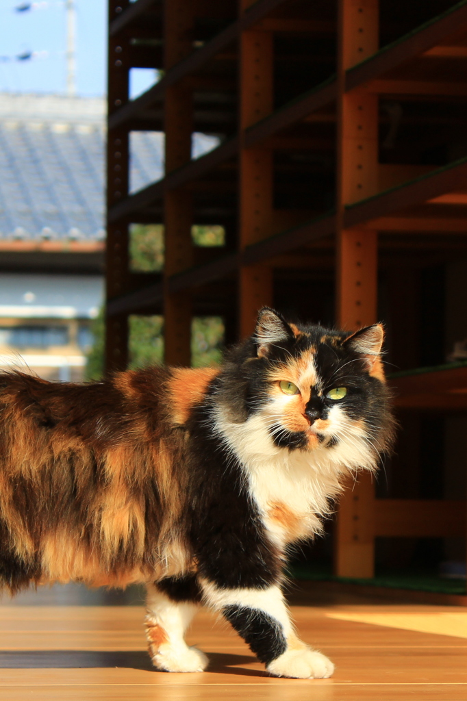 お猫さま