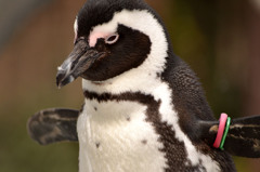 飛びたいペンギン