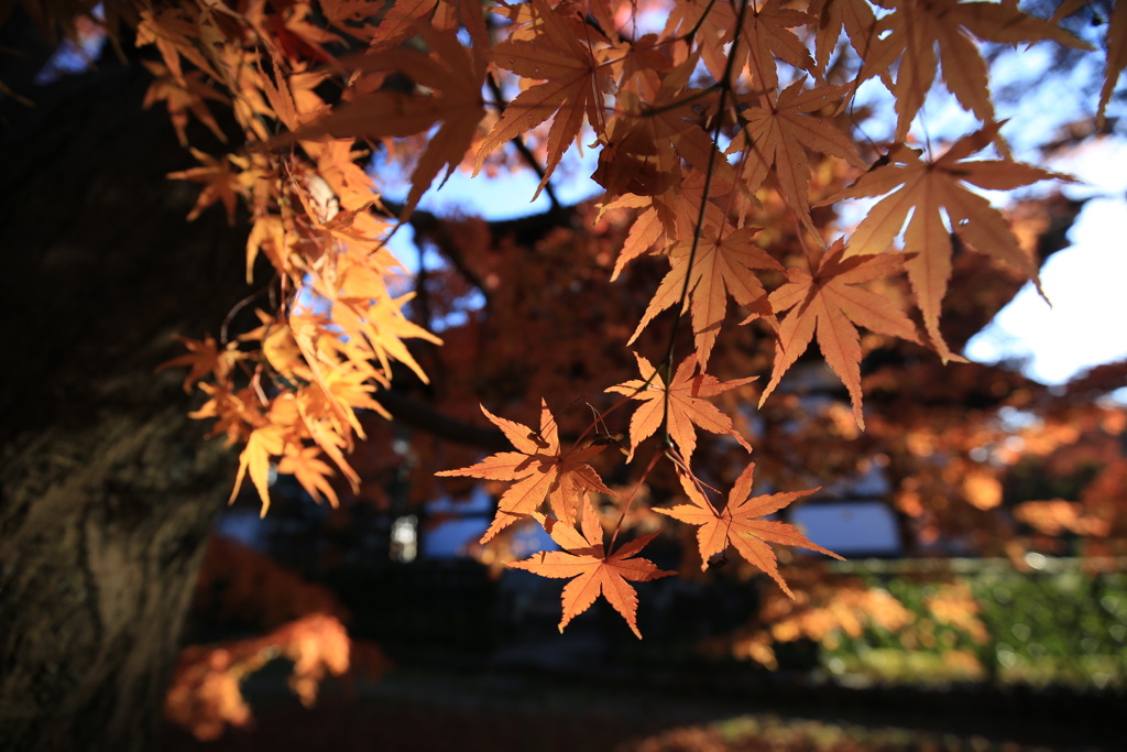 東福寺のもみじ