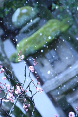 梅×雪