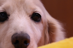 愛犬