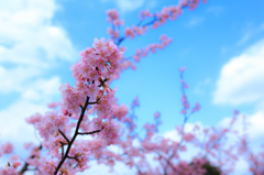 河津桜