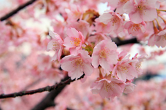 河津桜２