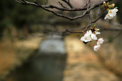 桜と小川