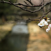 桜と小川