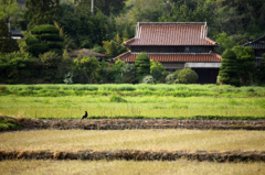 田舎風景