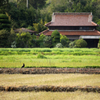 田舎風景