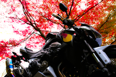 紅葉とバイク