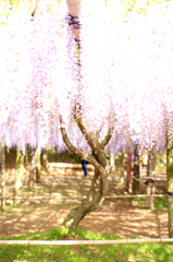 藤４