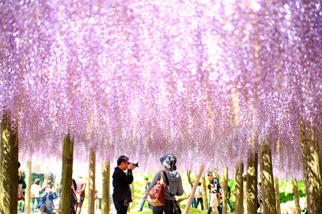藤