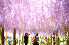 藤