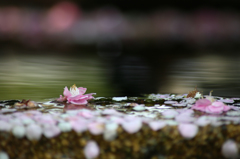 花びら