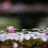 花びら