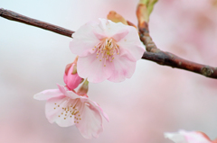 河津桜１
