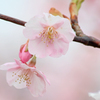 河津桜１