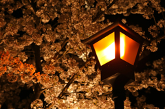 桜と街頭