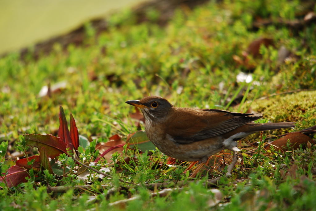 野鳥飛立瞬間