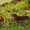 野鳥飛立瞬間