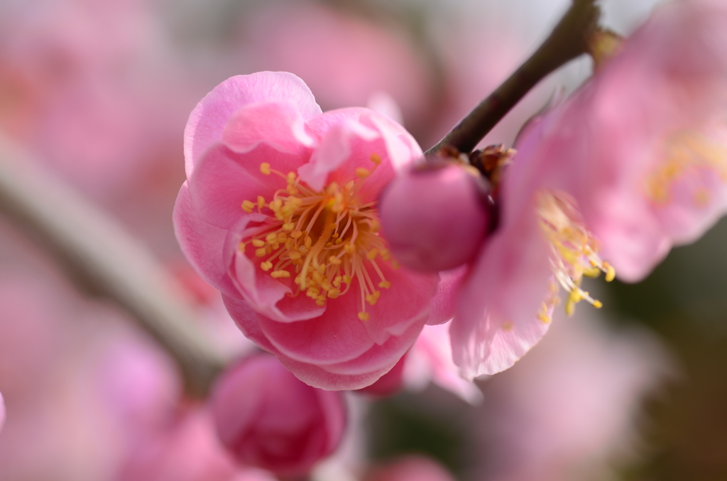 ピンク色の梅の花