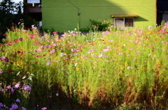 空地に咲き乱れる草花