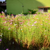 空地に咲き乱れる草花