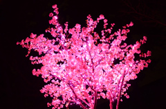 夜に咲く満開の桜イルミネーション