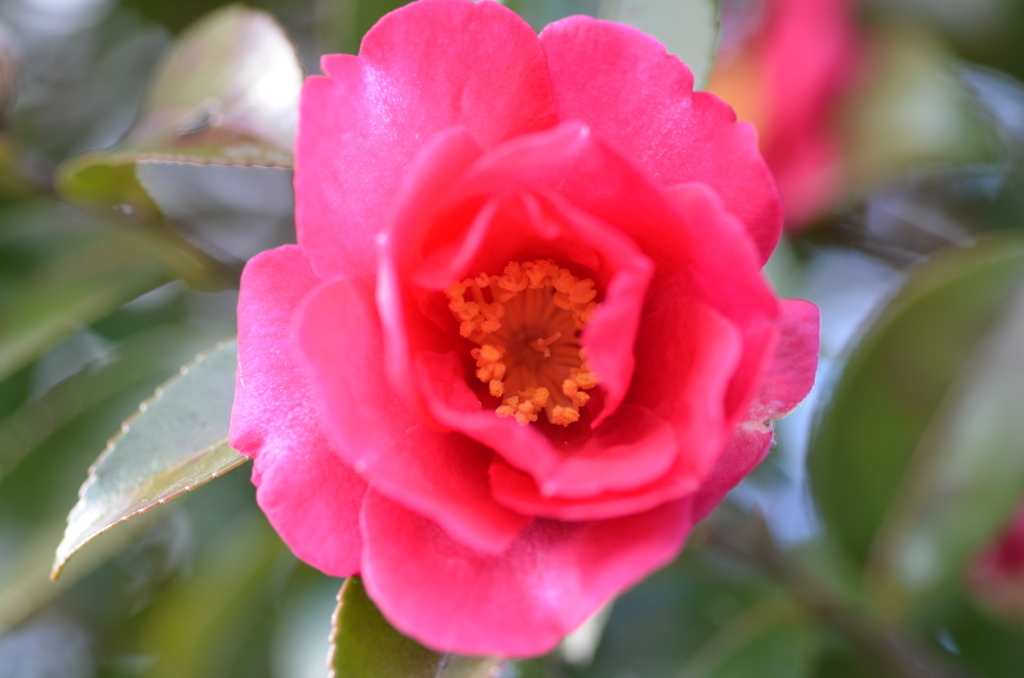 真紅の山茶花