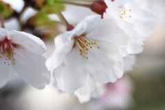桜の花クローズアップ