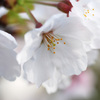 桜の花クローズアップ