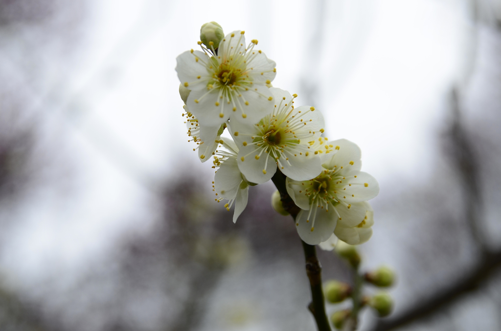 白色の梅の花