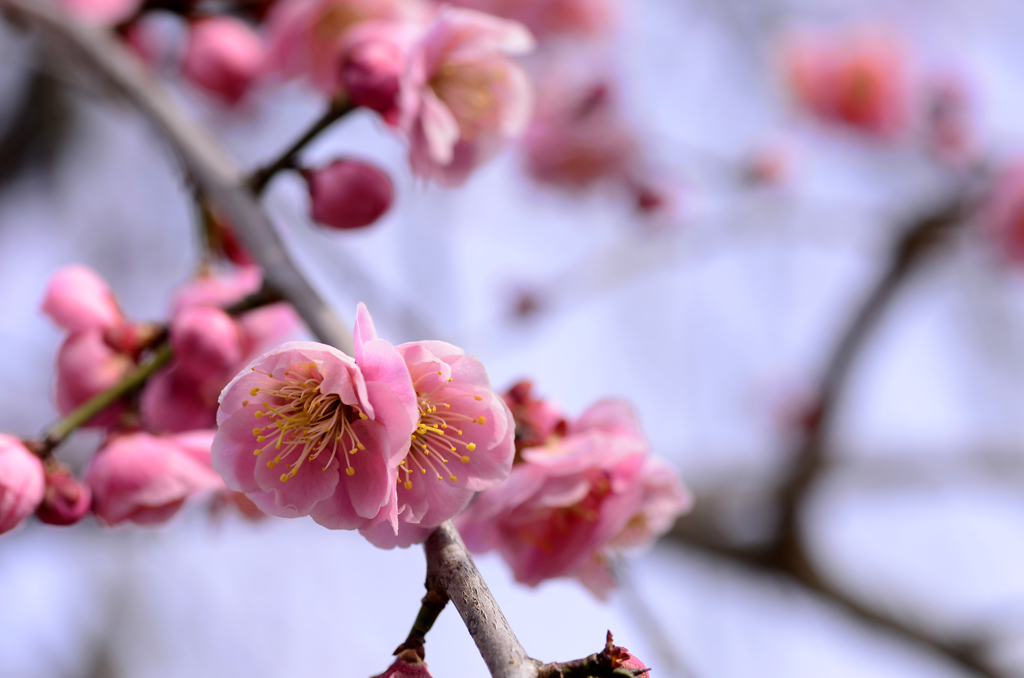 梅の花満開