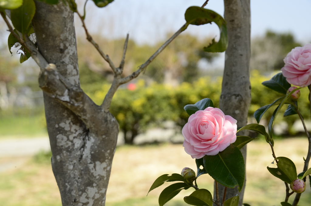 平城京に咲く椿の花