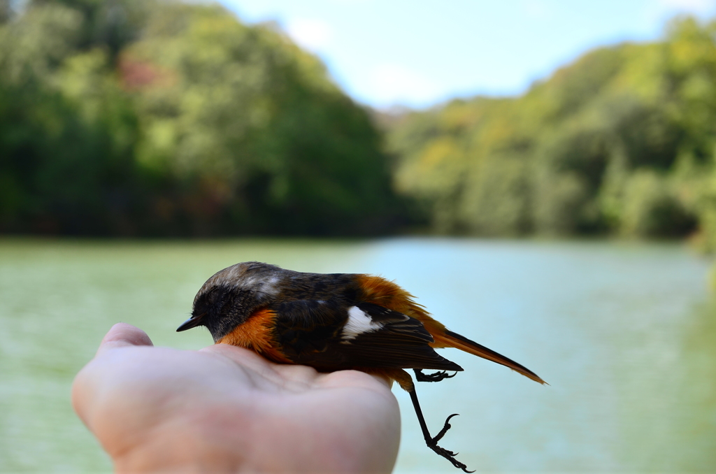 小鳥の遺体と森