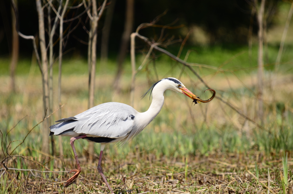 ミミズを食す鳥