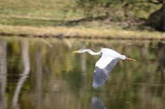 鳥と湖面