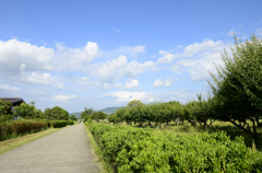 真夏日の平城旧跡