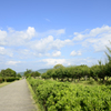 真夏日の平城旧跡