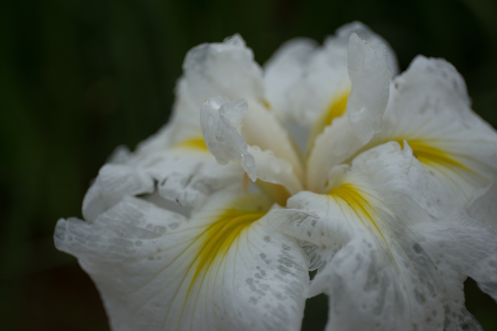 花菖蒲？
