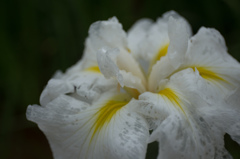 花菖蒲？