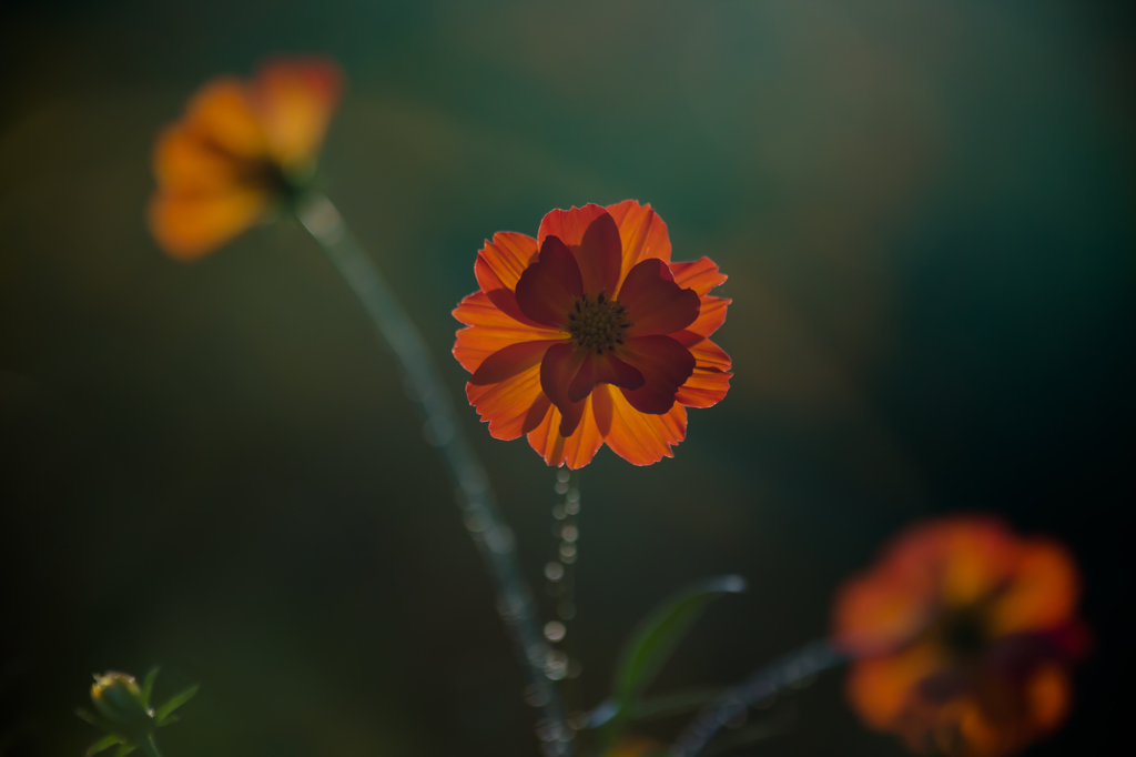 Cosmos sulphureus