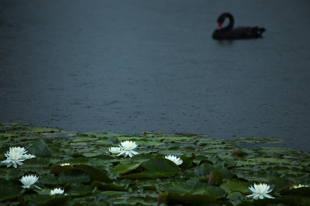 雨降る公園