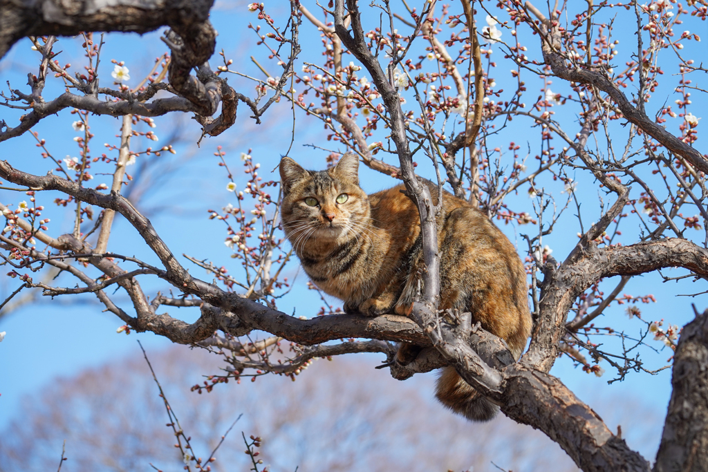 梅に猫？