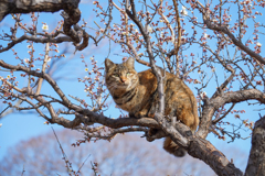 梅に猫？