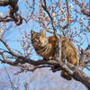 梅に猫？