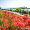 秋の河川敷