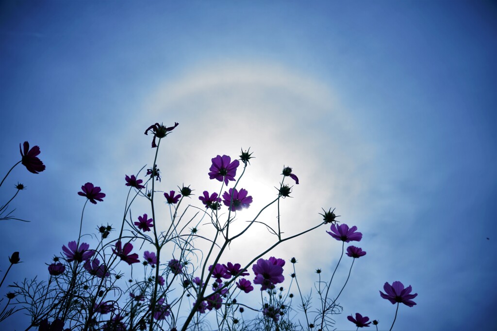日輪と秋桜