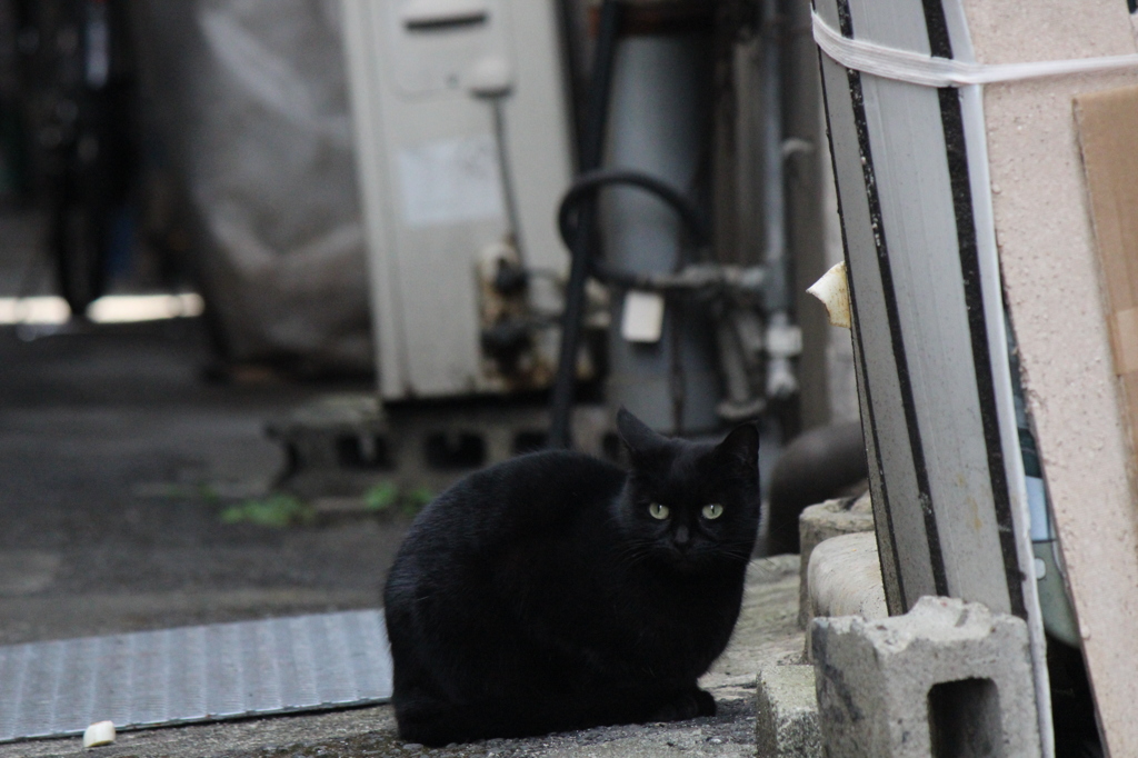 路地裏にゃんこ