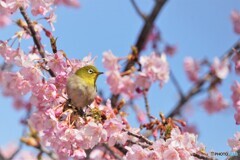 桜も咲いたよ