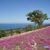 空と海と芝桜