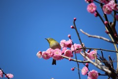 早春の青空